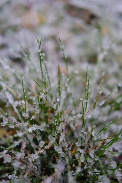Tutup Pemandangan Rumput Hijau Tertutup Dengan Salju Musim Dingin — Stok Foto