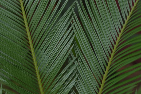 Friss Zöld Palm Levelei — Stock Fotó