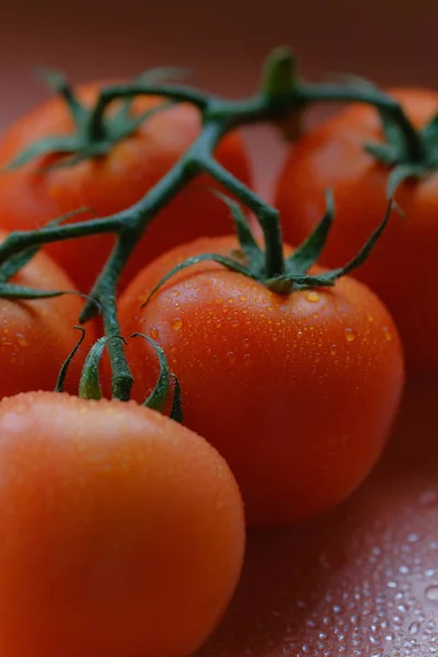 Nahaufnahme Von Tomaten Auf Zweigen — Stockfoto