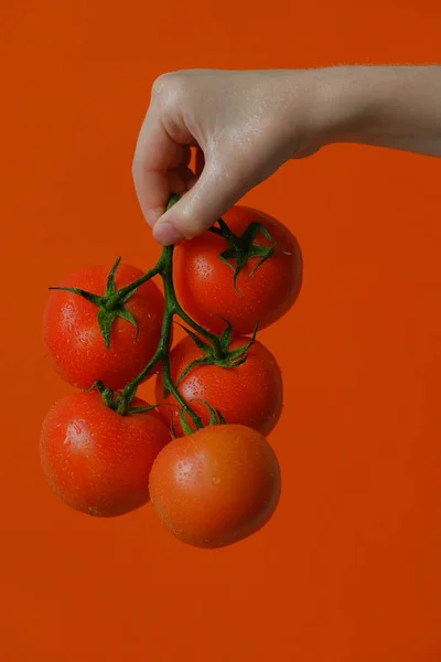 Γκρο Πλαν Άποψη Του Χεριού Κρατώντας Ντομάτες Στο Κλαδί — Φωτογραφία Αρχείου