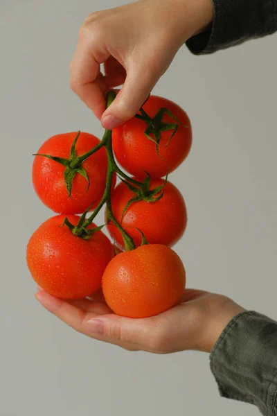 Κοντινή Προβολή Χεριών Που Κρατούν Ντομάτες Στο Κλαδί — Φωτογραφία Αρχείου