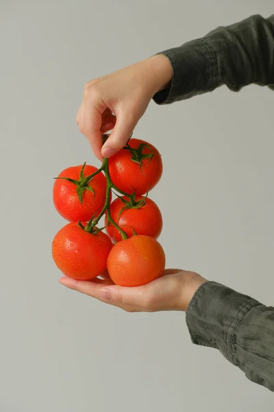 Vue Rapprochée Des Mains Tenant Des Tomates Sur Une Branche — Photo