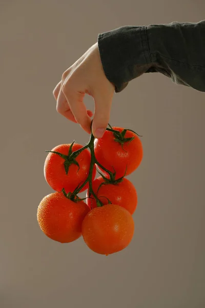 Nahaufnahme Von Händen Die Tomaten Auf Zweigen Halten — Stockfoto