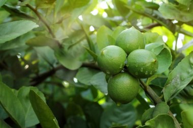 Limon ağacı meyve yeşil renktedir.