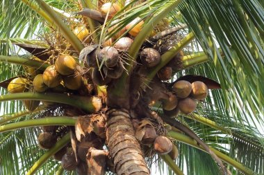 Hindistan cevizi ağacı ve Hindistan cevizi Güney Asya'da büyüyor.