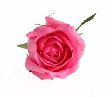 Gül pembe renk çiçek beyaz arka plan üzerinde.