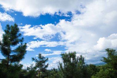 Mavi gökyüzü bulut arka plan ve çam ağacı yaprakları