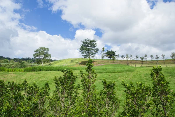 Güzel bahçe dekorasyon Khao Kho District, Tayland: Phetchabun il