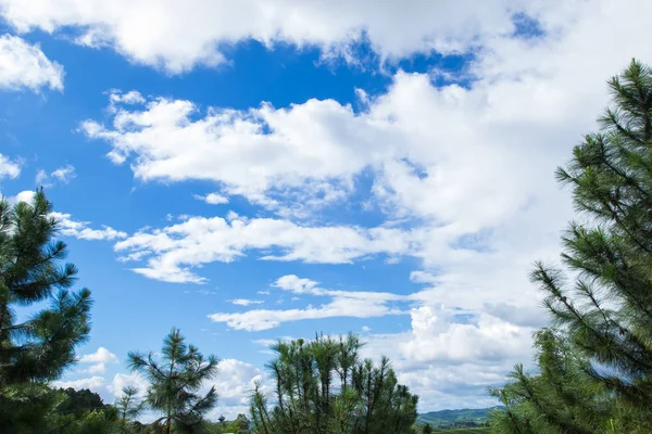 Mavi gökyüzü bulut arka plan ve çam ağacı yaprakları