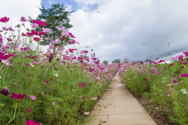 Güzel bahçe dekorasyon Khao Kho District, Tayland: Phetchabun il