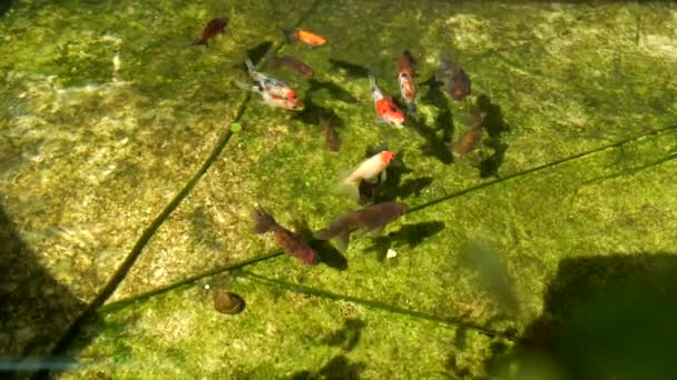 Goldfische Schwimmen Teich Herum — Stockvideo