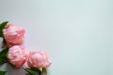 Boş mavi arkaplanda pembe şakayık çiçekleri üst görünümü