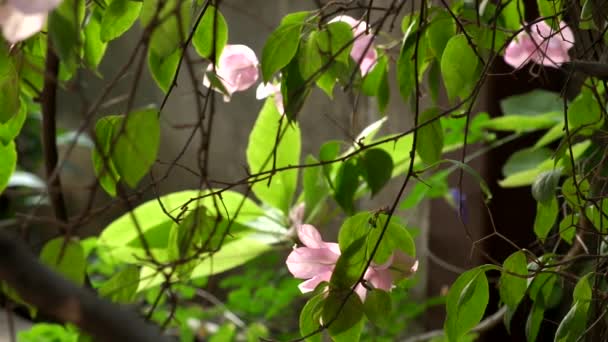 Ramas Delgadas Hojas Verdes Árbol Con Flores Frescas Color Rosa — Vídeos de Stock
