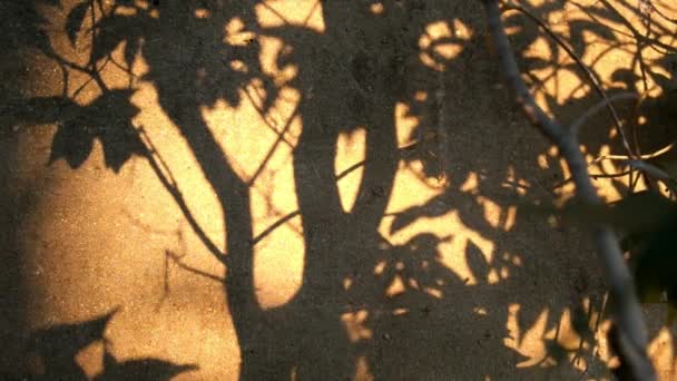 トロピカルガーデンで黄金の時間自然黄色のオレンジの太陽の光 自然の黒と茶色の影の葉や葉の枝の木セメントの壁に対して穏やかな風によって吹いて — ストック動画