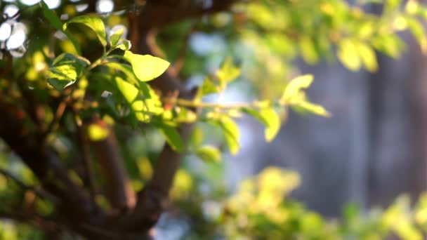 Matin Lumière Naturelle Soleil Dans Jardin Tropical Biologique Éclairé Vert — Video