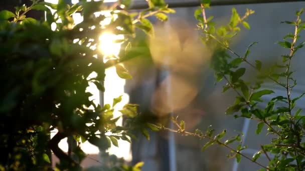 Ráno Přirozený Sluneční Svit Zeleně Houpající Listy Větve Rostlin Mírném — Stock video