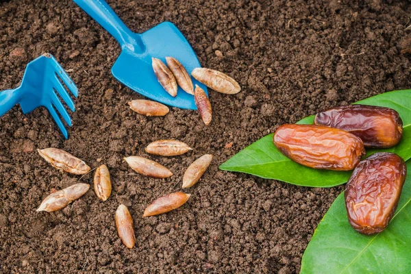 Organik olgunun en üst görüntüsü, toprakta meyve ürünü ve tohum barındırır.