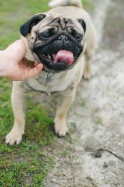 Pug efendisinin seviyorum