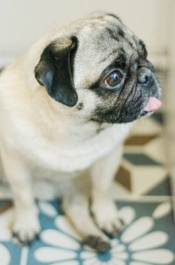  Evde küçük üzgün pug