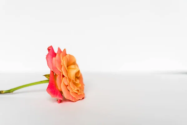 A rosa laranja isolada no fundo branco — Fotografia de Stock