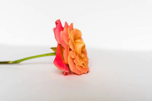 Помаранчева троянда ізольована на білому тлі — стокове фото