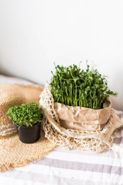 Grow sprouts of micro greens for a healthy salad. Eat right, stick to the concept of a young and modern kitchen. Ecofrendli and superfood. Raw food