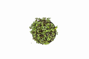 Grow sprouts of micro greens for a healthy salad. Eat right, stick to the concept of a young and modern kitchen. Ecofrendli and superfood. Raw food