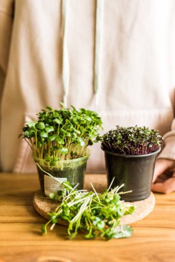 Grow sprouts of micro greens for a healthy salad. Eat right, stick to the concept of a young and modern kitchen. Ecofrendli and superfood. Raw food