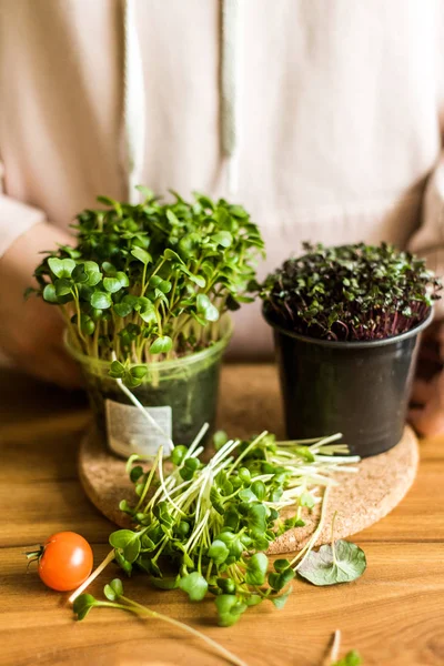 Tumbuh dari sayuran mikro untuk salad yang sehat. Makan yang benar, tetap berpegang pada konsep dapur muda dan modern. Ecofrendli dan makanan super. Makanan mentah — Stok Foto