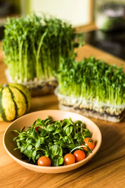 Mikrozöldségek termesztése az egészséges salátáért. Egyél rendesen, ragaszkodj a fiatal és modern konyha koncepciójához. Ecofrendli és szuperkaja. Nyers élelmiszer — Stock Fotó