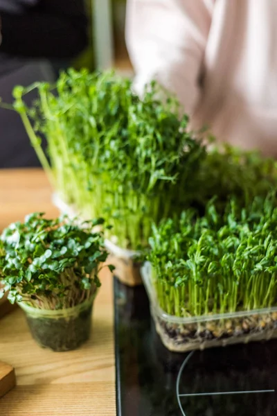 Coltivare germogli di micro verdi per un'insalata sana. Mangiare a destra, attenersi al concetto di una cucina giovane e moderna. Ecofrendli e superfood. Alimenti crudi — Foto Stock