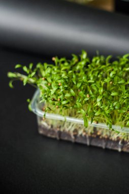 Grow sprouts of micro greens for a healthy salad. Eat right, stick to the concept of a young and modern kitchen. Ecofrendli and superfood. Raw food