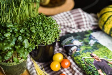 Grow sprouts of micro greens for a healthy salad. Eat right, stick to the concept of a young and modern kitchen. Ecofrendli and superfood. Raw food