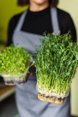 Grow sprouts of micro greens for a healthy salad. Eat right, stick to the concept of a young and modern kitchen. Ecofrendli and superfood. Raw food