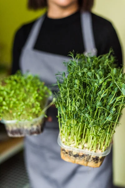 Tumbuh dari sayuran mikro untuk salad yang sehat. Makan yang benar, tetap berpegang pada konsep dapur muda dan modern. Ecofrendli dan makanan super. Makanan mentah — Stok Foto