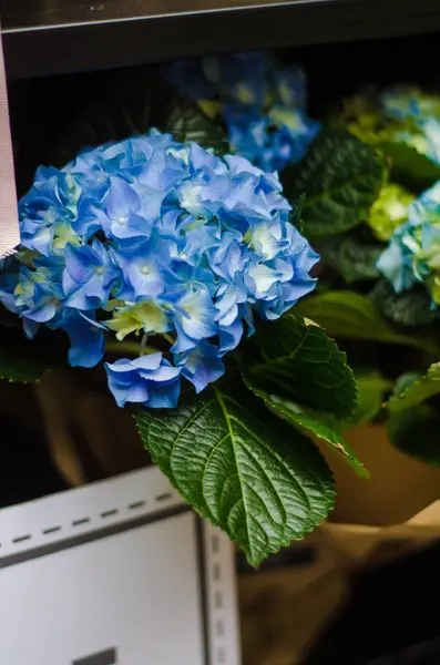 Fleur d'hortensia rose, bleue, lilas, violette, violette fleurissant au printemps et en été . — Photo