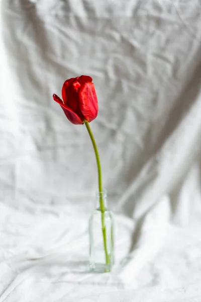 Vaso de vidro com bela tulipa vermelha no fundo branco — Fotografia de Stock