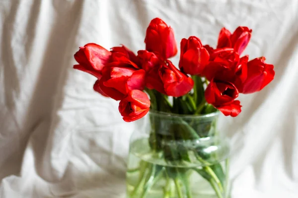 Vaso de vidro com belas tulipas vermelhas no fundo branco — Fotografia de Stock