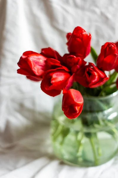 玻璃花瓶，白色背景上有美丽的红色郁金香 — 图库照片