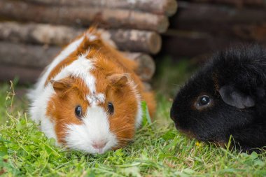 Eskiden şiling şimdi pigs çim yeme üzerine