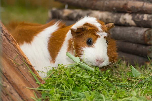 çim yeme üzerinde kahverengi-beyaz eskiden şiling şimdi pigs