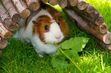 Guinea pig in the sun sitting on grass and eating herbs clipart