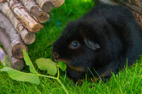 Cerdo Guinea Negra Sol Sentado Hierba Comiendo Hierbas — Foto de Stock