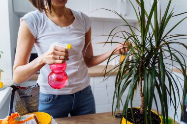 Kapalı alan çiçeğini yıkayan bir kızın ellerini yakın plan çek. Kırmızı küçük bir spreyden yapraklara su püskürtür.