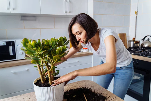 Beautiful smiling girl with braces replanting a indoor flower. Wearing a white T-shirt and blue jeans, messing with the ground in a white kitchen - pouring dirt, leveling, tamping. Caring of her plant