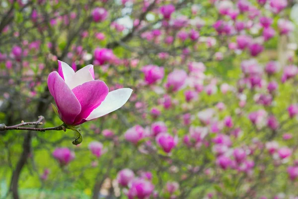 Flowers of magnolia tree in springtime — Stock Photo, Image