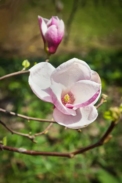 Flor de árbol de magnolia en jardín de primavera —  Fotos de Stock