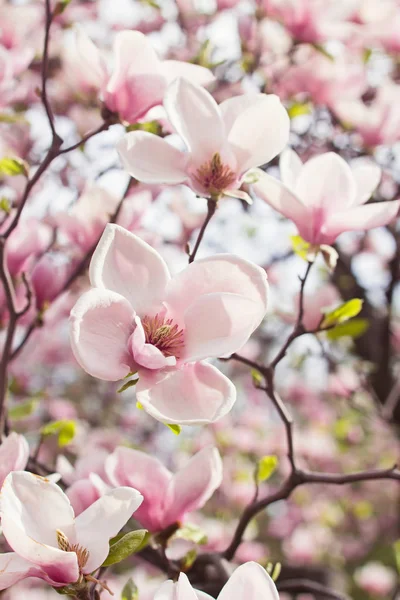 Flowers of magnolia tree in springtime — Stock Photo, Image