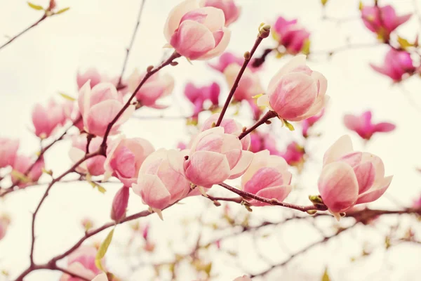 Λουλούδια δέντρο magnolia για την άνοιξη — Φωτογραφία Αρχείου
