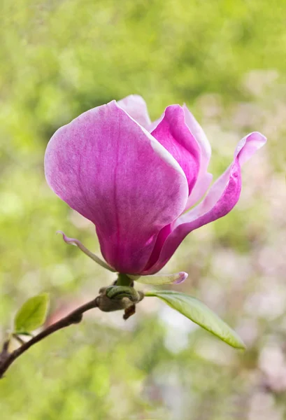 Květ magnolie strom v jarní zahradě — Stock fotografie
